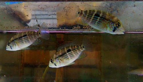 Green terror cichlids - 4,